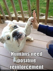 High Five Dog